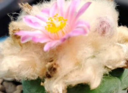 Lophophora Fricii cv Takenaka lizard skin fluffy hair 10 Seeds
