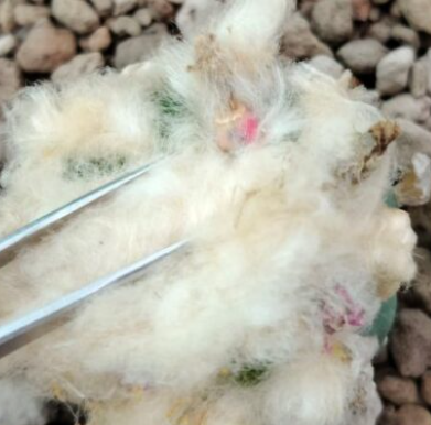Lophophora Fricii cv Takenaka lizard skin fluffy hair 10 Seeds