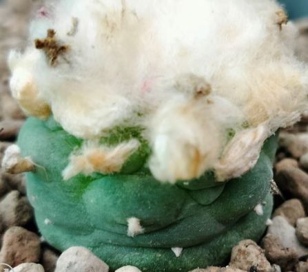 Lophophora Fricii cv Takenaka lizard skin fluffy hair 10 Seeds