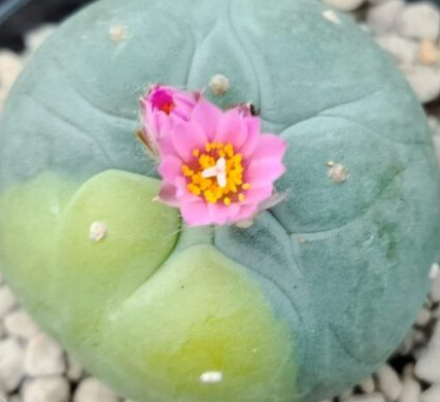 Lophophora fricii f. variegated 10 Seeds