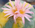 Lophophora fricii f. variegated 10 Seeds
