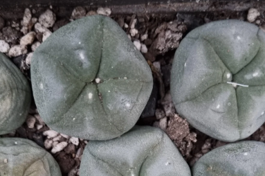 Lophophora Diffusa Penamiller 10 Seeds