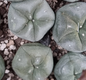 Lophophora Diffusa Penamiller 10 Seeds