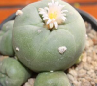 Lophophora Diffusa Penamiller 10 Seeds
