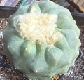 Lophophora Diffusa cv Koike 10 Seeds