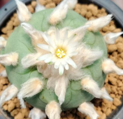 Lophophora Diffusa cv Koike 10 Seeds