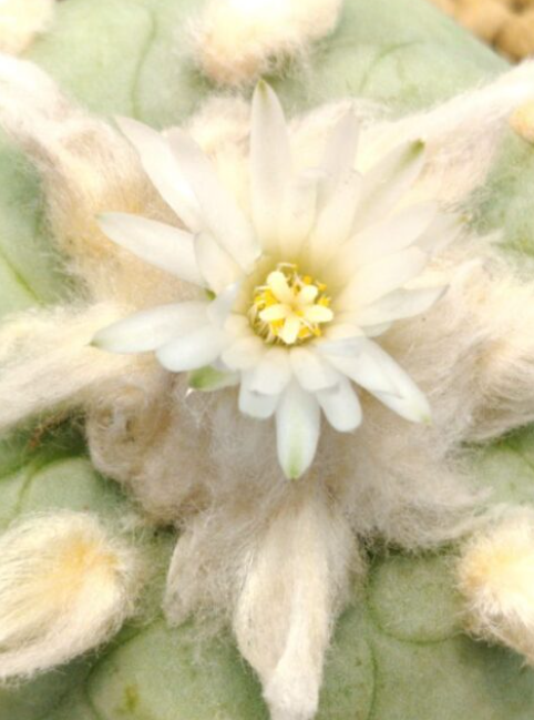 Lophophora Diffusa cv Koike 10 Seeds