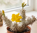 Pachypodium densiflorum 6 Seeds
