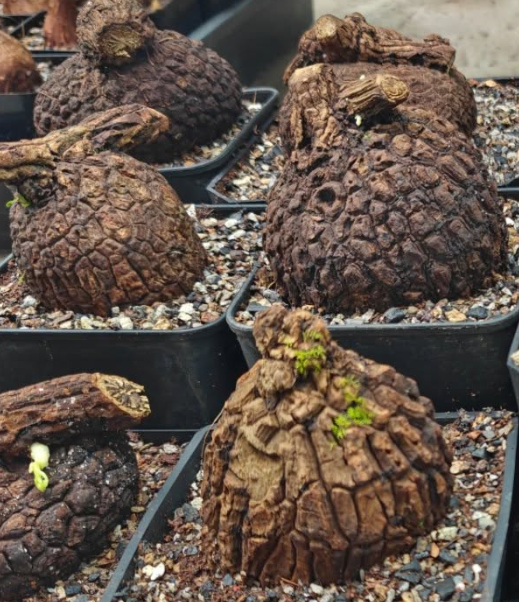 Stephania suberosa 5 Seeds