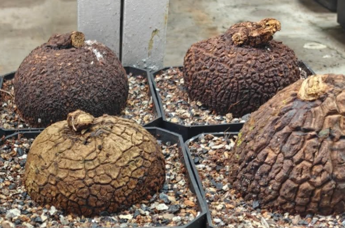 Stephania suberosa 5 Seeds