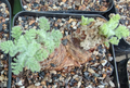 Pelargonium Appendiculatum 3 Seeds