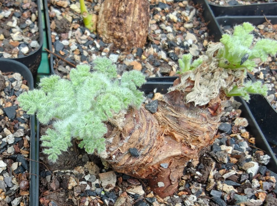 Pelargonium Appendiculatum 3 Seeds