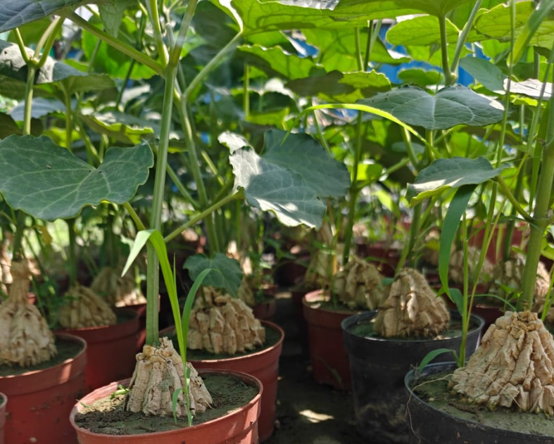 Matelea cyclophylla 5 Seeds