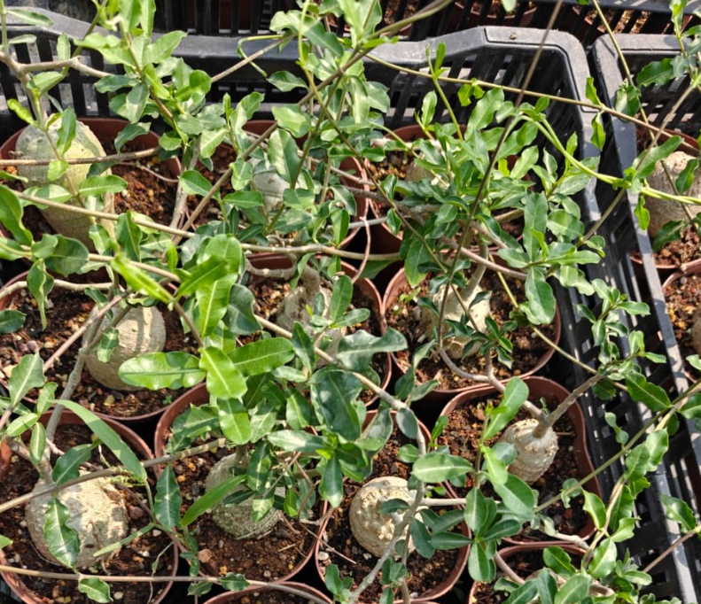 Fockea Edulis 5 Seeds