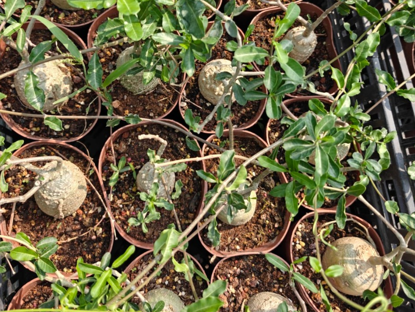 Fockea Edulis 5 Seeds