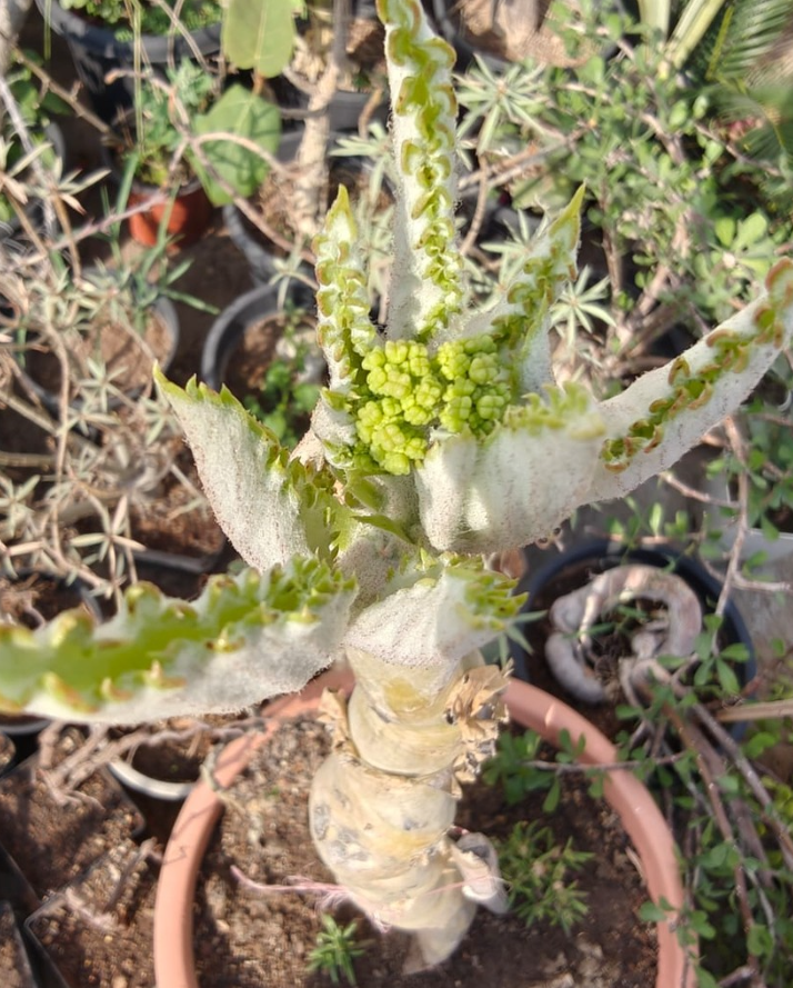 Cyphostemma Juttae 5 Seeds