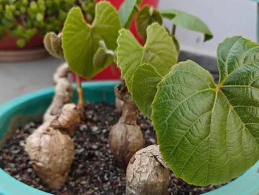 Ampelocissus martini (  Cambodian Wild Grape ) 5 Seeds