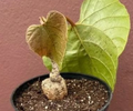 Ampelocissus martini (  Cambodian Wild Grape ) 5 Seeds