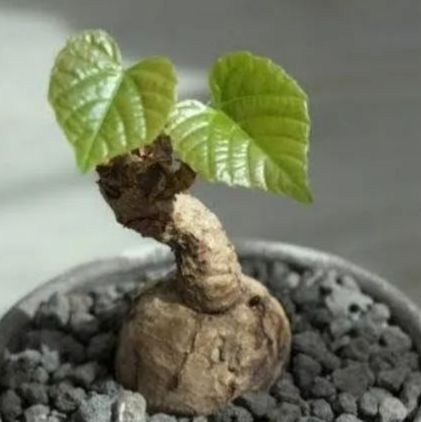Ampelocissus martini (  Cambodian Wild Grape ) 5 Seeds