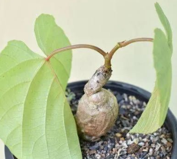 Ampelocissus martini (  Cambodian Wild Grape ) 5 Seeds