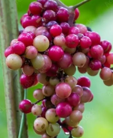 Ampelocissus martini (  Cambodian Wild Grape ) 5 Seeds