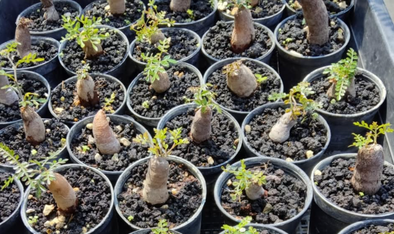 Operculicarya pachypus 7 Seeds
