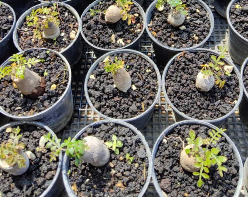 Operculicarya pachypus 7 Seeds