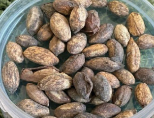 Cyphostemma uter var. macropus 5 Seeds