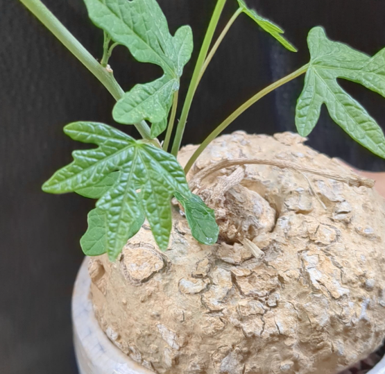 Adenia stenodactyla 5 Seeds
