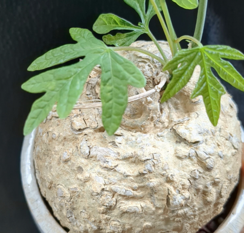 Adenia stenodactyla 5 Seeds