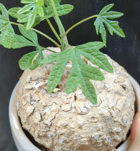 Adenia stenodactyla 5 Seeds
