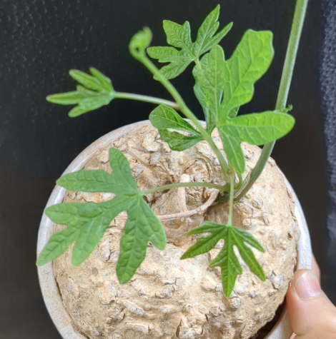 Adenia stenodactyla 5 Seeds