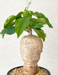Adenia pennangiana ssp. 5 Seeds