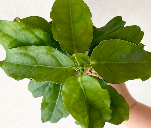 Adenia pennangiana ssp. 5 Seeds