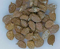 Adenia Monadelpha 5 Seeds