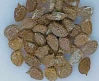 Adenia Monadelpha 5 Seeds