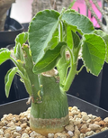 Adenia Keramanthus 5 Seeds