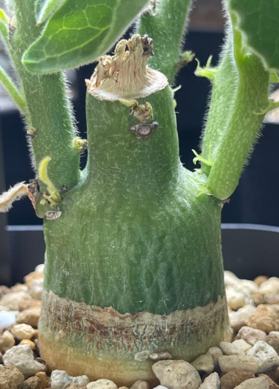 Adenia Keramanthus 5 Seeds