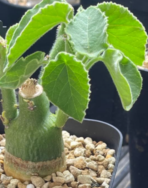 Adenia Keramanthus 5 Seeds
