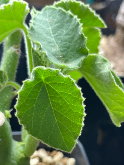 Adenia Keramanthus 5 Seeds
