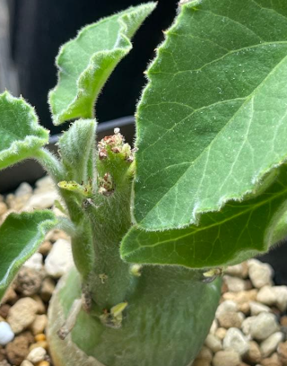 Adenia Keramanthus 5 Seeds