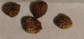 Adenia cladosepala 5 Seeds