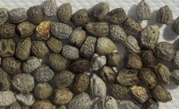 Euphorbia fishbone ( spannringii ) 5 Seeds