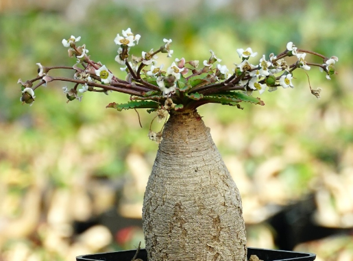 Euphorbia fishbone ( spannringii ) 5 Seeds
