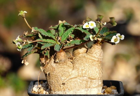 Euphorbia fishbone ( spannringii ) 5 Seeds