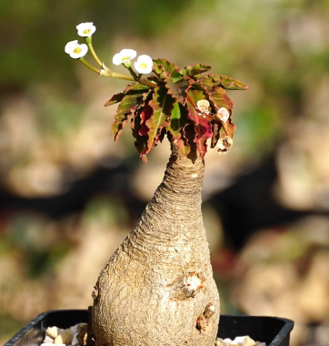 Euphorbia fishbone ( spannringii ) 5 Seeds