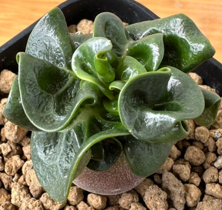 Adenium Black Branch 5 Seeds