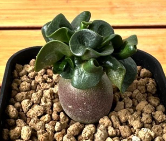Adenium Black Branch 5 Seeds