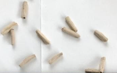Adenium Black Branch 5 Seeds