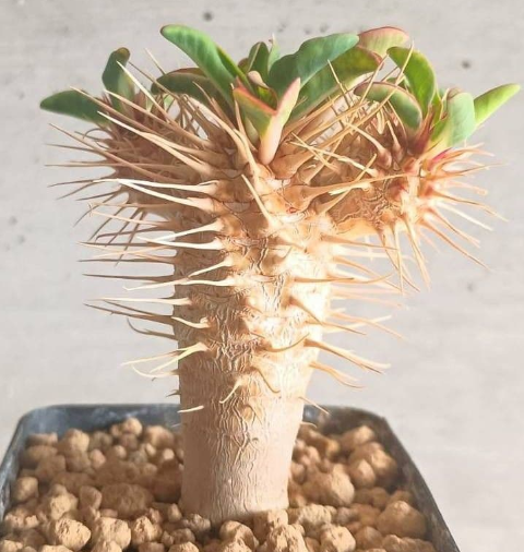 Euphorbia guillauminiana 6 Seeds